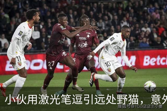 小伙用激光笔逗引远处野猫，意外遭遇猞猁一家
